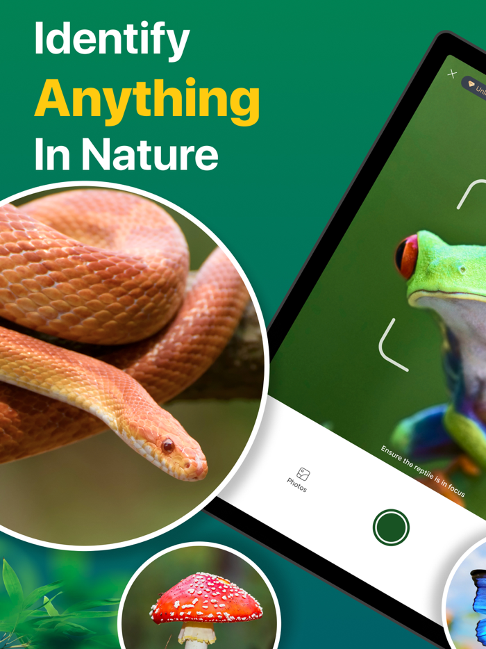 Picture Nature Animal ID