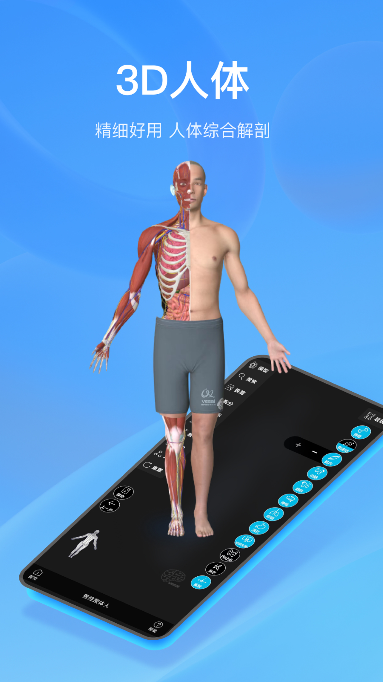 Anatomymaster