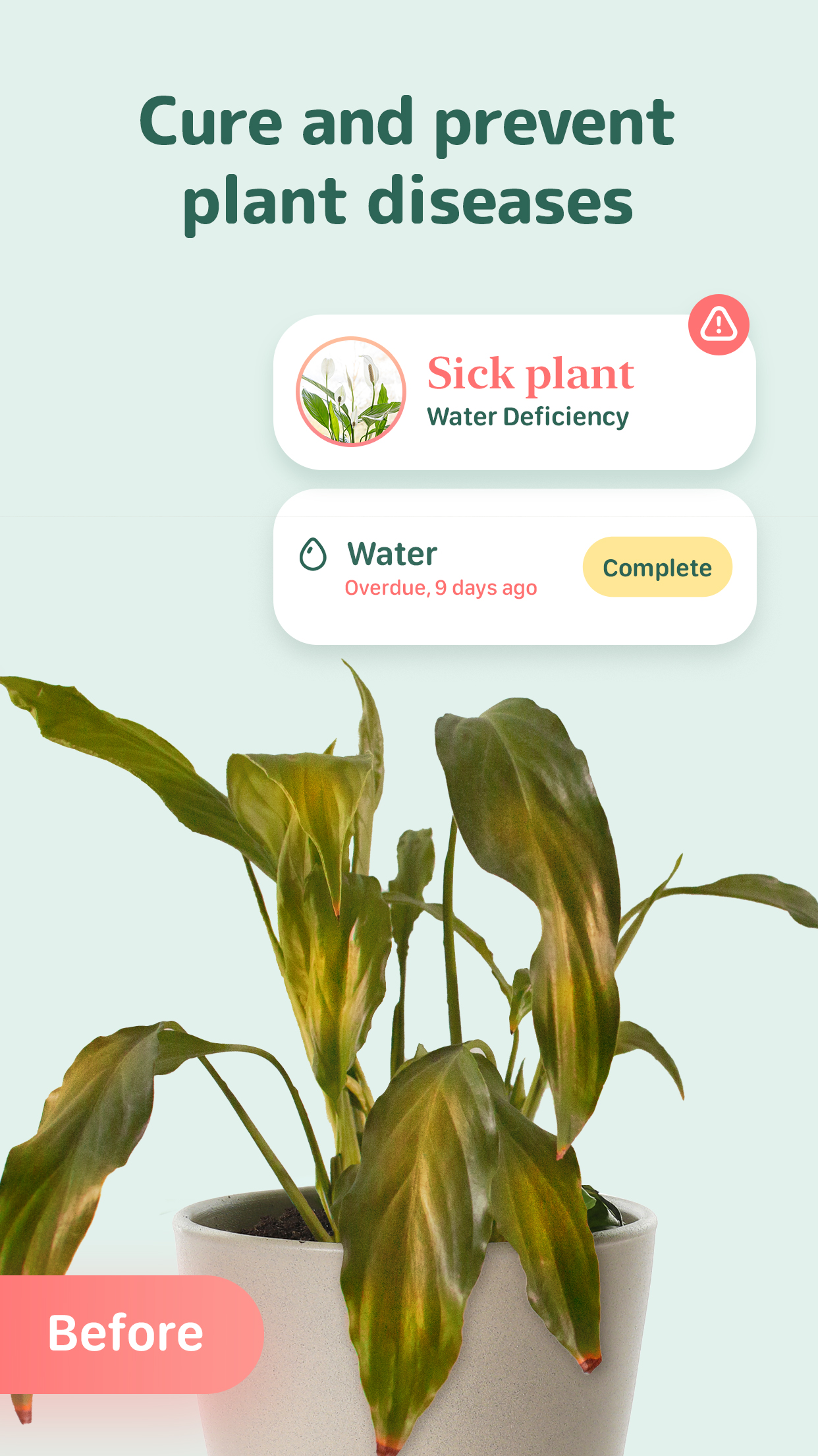 Blossom - Plant Care Guide