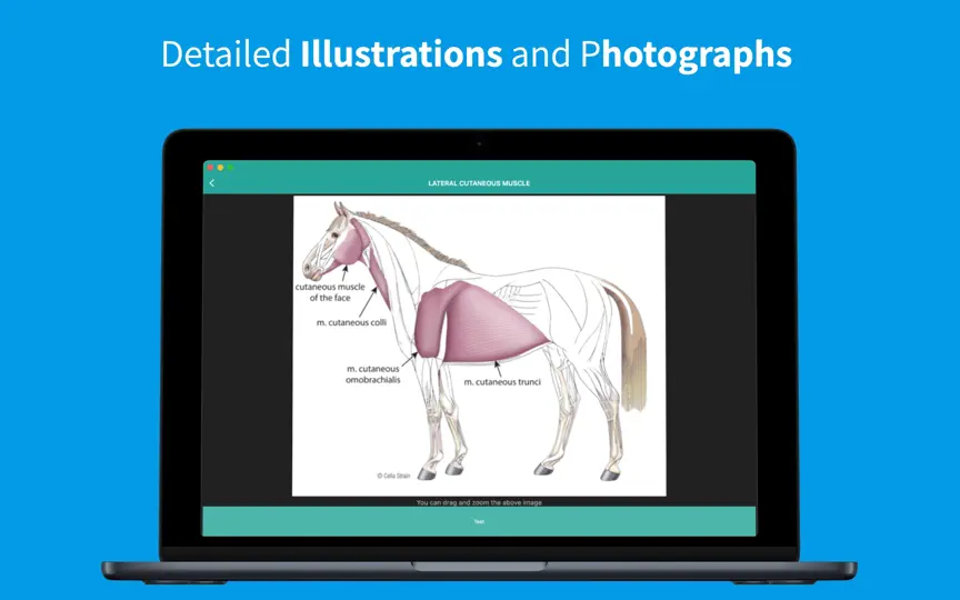 Equine Anatomy Learning iPhone Screenshot 8