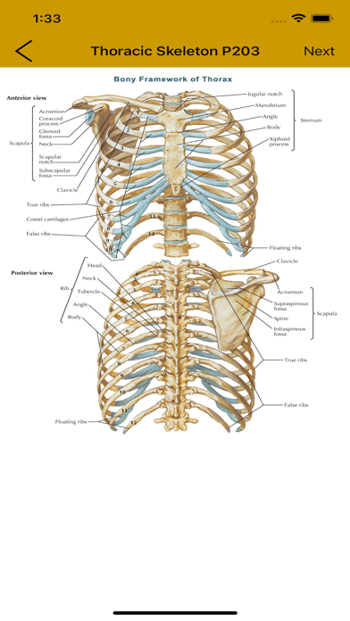 Anatomy Flashcard Screenshot