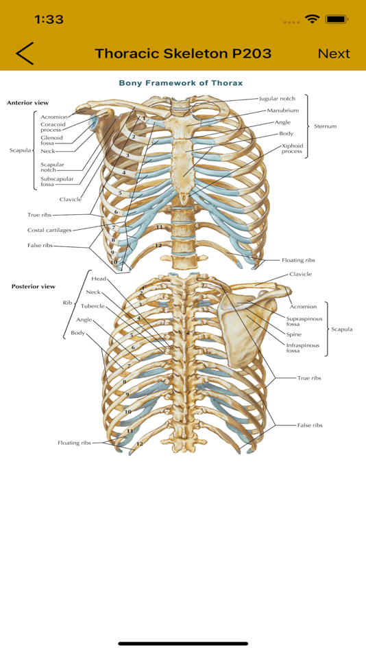 #3. Anatomy Flashcard (iOS) 由: gatorcadedotcom
