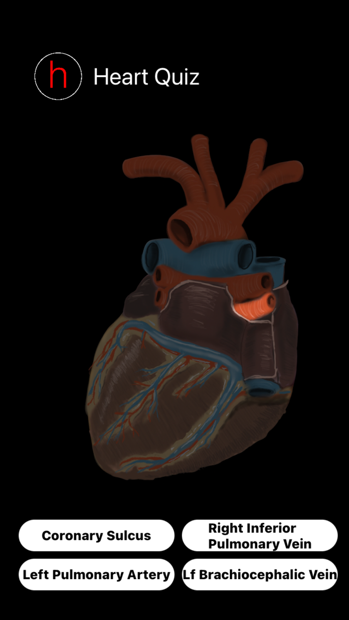 Human Heart Anatomy Quiz