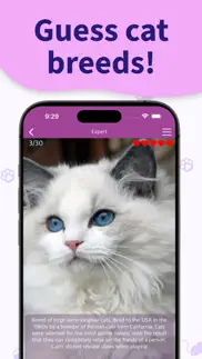 cat breed games dear my kitten iphone screenshot 3