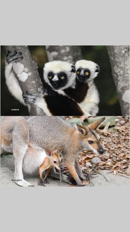 Ranger Rick Zoobies screenshot-4