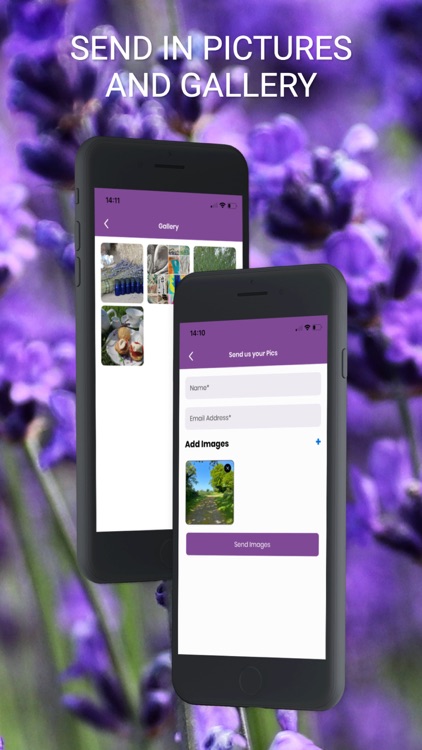 CORNISH LAVENDER screenshot-3
