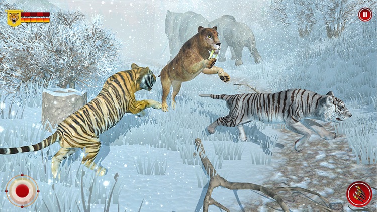 Wild Snow Tiger Safari Animal