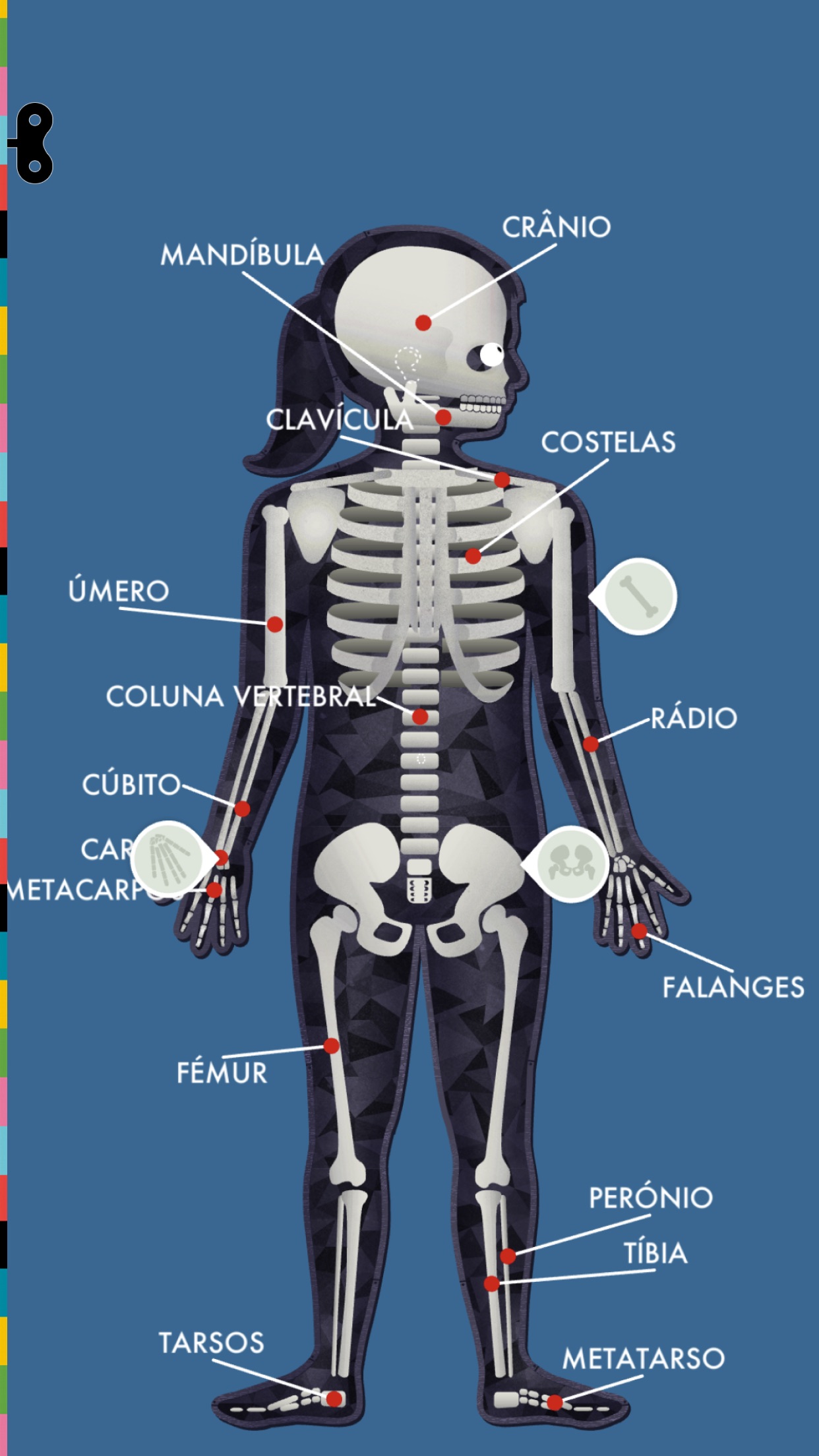 Screenshot do app O Corpo Humano por Tinybop