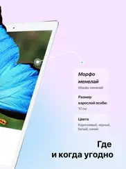 picture insect: идентификация айпад изображения 2