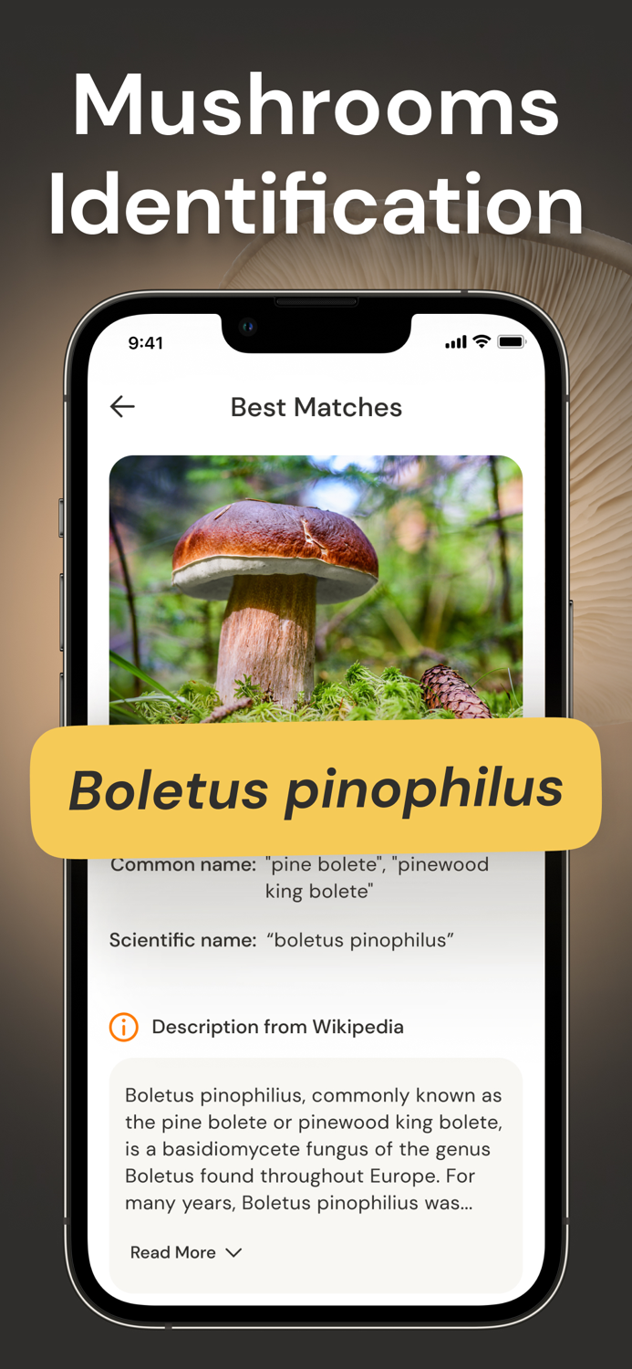 Mushroom Identification ID