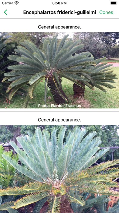 SA Cycads Screenshot