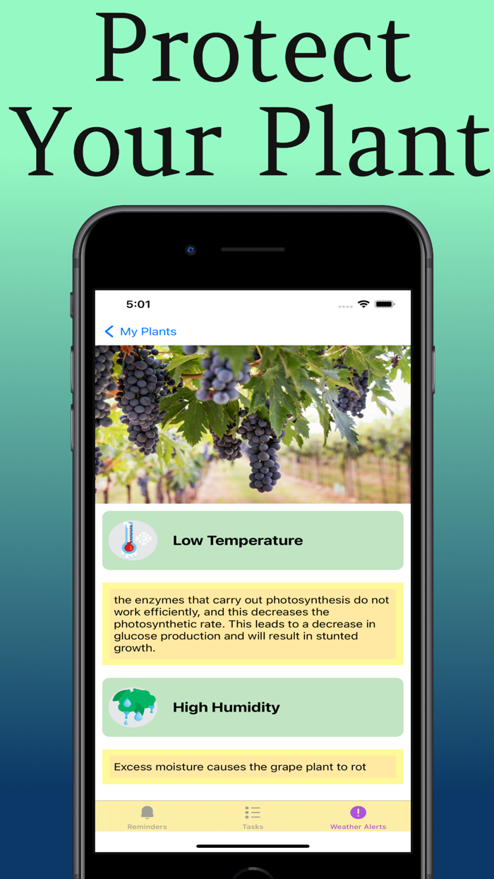 Plant Care Guide and Tips