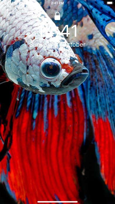 Screenshot #1 pour Betta Fish Wallpapers HD !