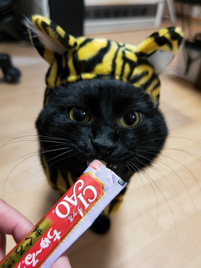 黒猫なつの物語 完全版