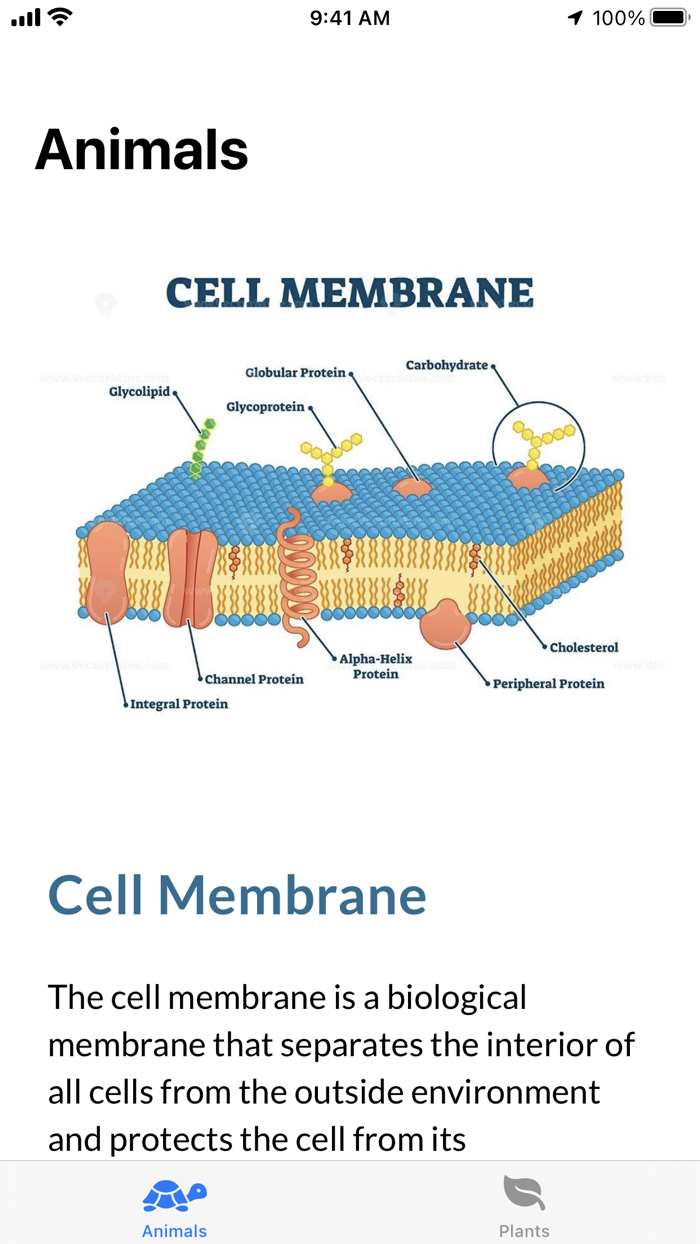Cell Structure