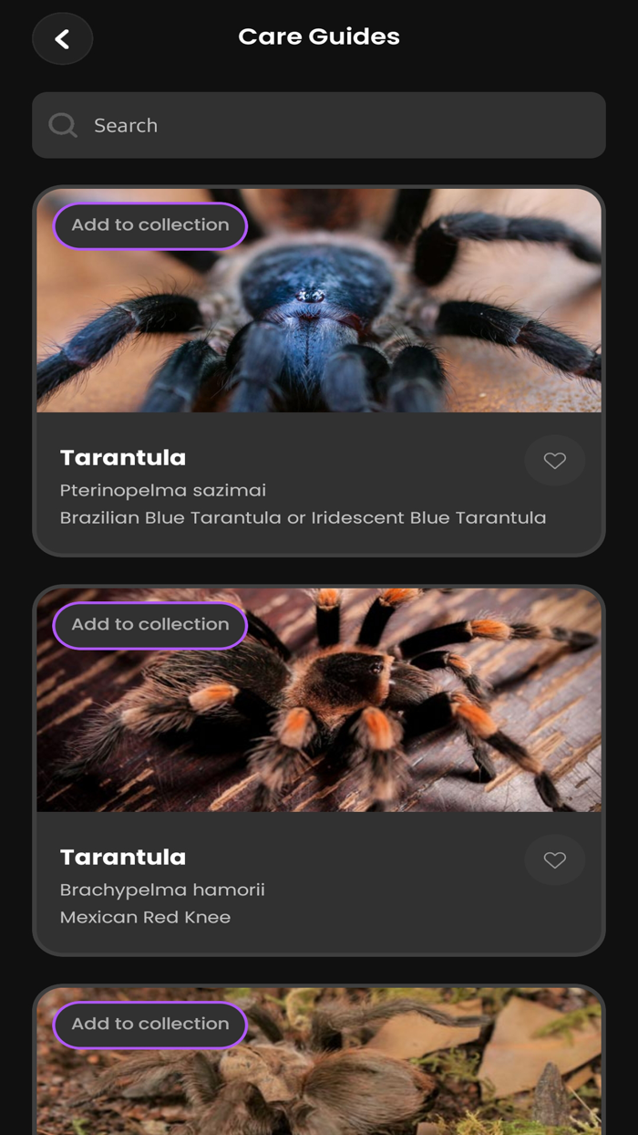 Arachnifiles
