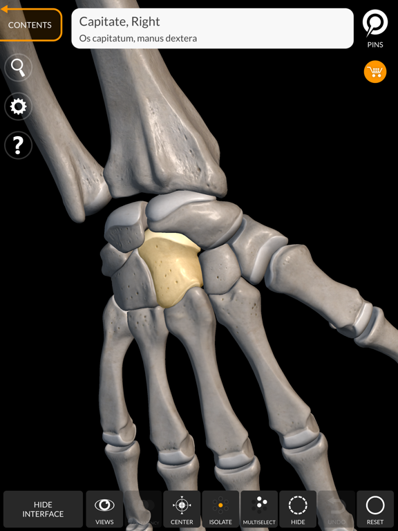 Skeleton 3D Anatomy iPad screenshot 4 - Medical app