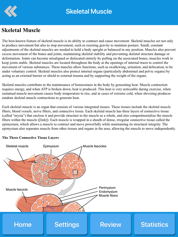 Screenshot #6 pour Muscle System Anatomy