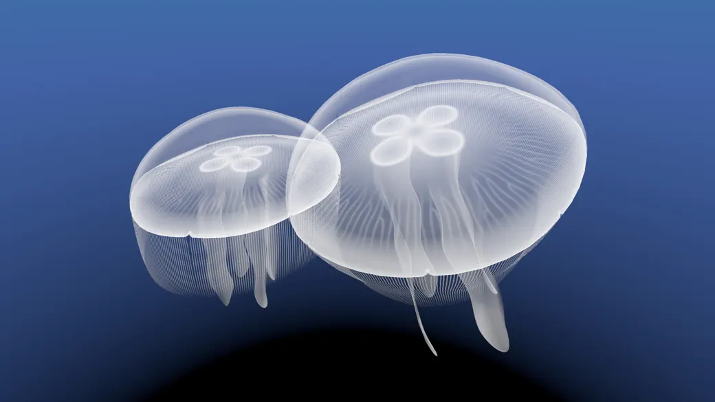 Screenshot #1 pour Jellyfish Immersive