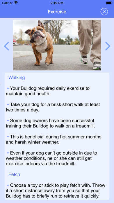 English Bulldog Puppies Screenshot
