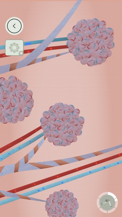 The Human Body by Tinybop screenshot-7