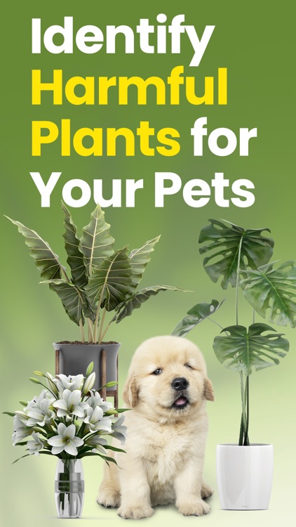Pet Protect Plan: Toxic Plant
