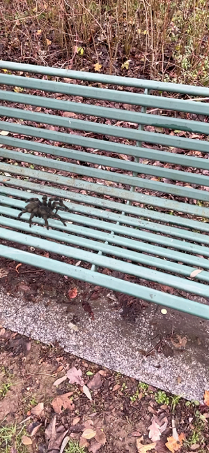 ภาพหน้าจอของ AR Spiders