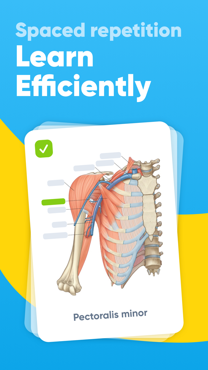 Anki Flashcards Study Maker