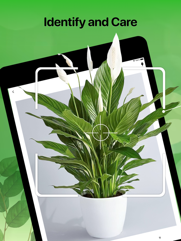 Plant Identifier And Care Tips