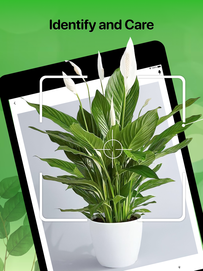 Plant Identifier And Care Tips