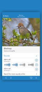 iKnow Birds 2 LITE screenshot #4 for iPhone