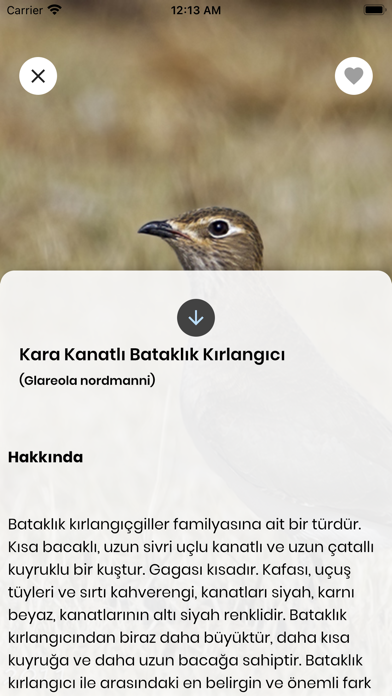 Kızılırmak Kuşları Screenshot