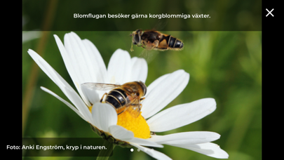 Nyttodjur Screenshot