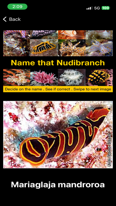 Name that Nudibranch Screenshot