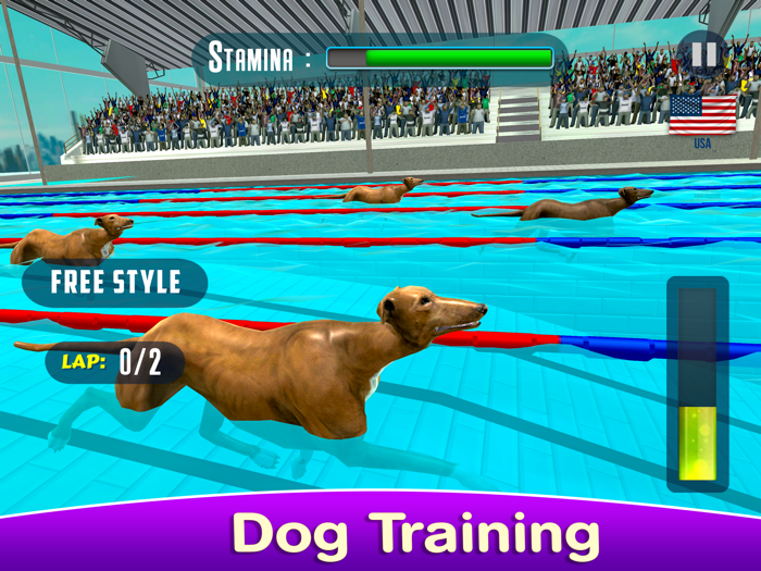 Dog Swimming Race