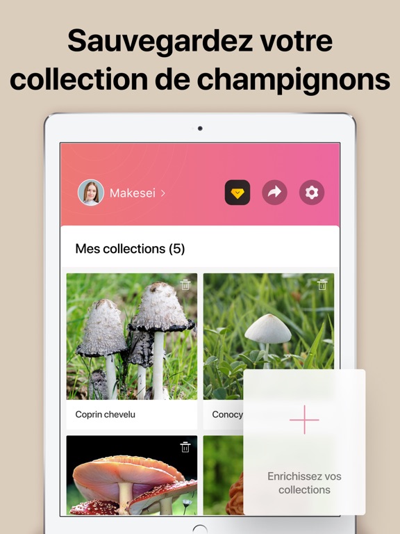 Picture Mushroom - Champignon Picture Mushroom - Champignon