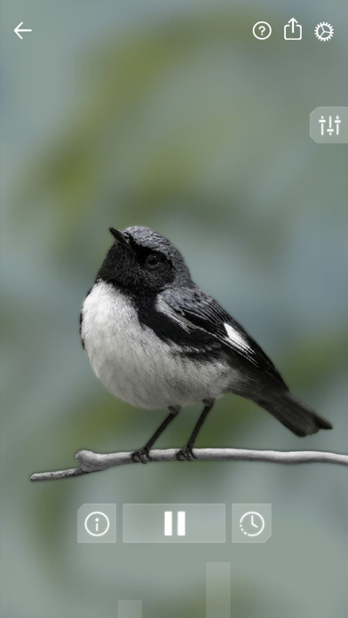 Bird Sounds Relax Screenshot