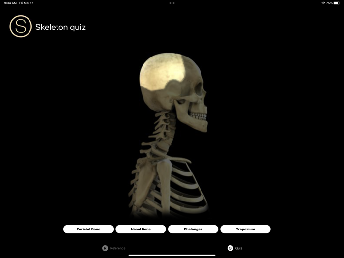 Skeleton Study Guide