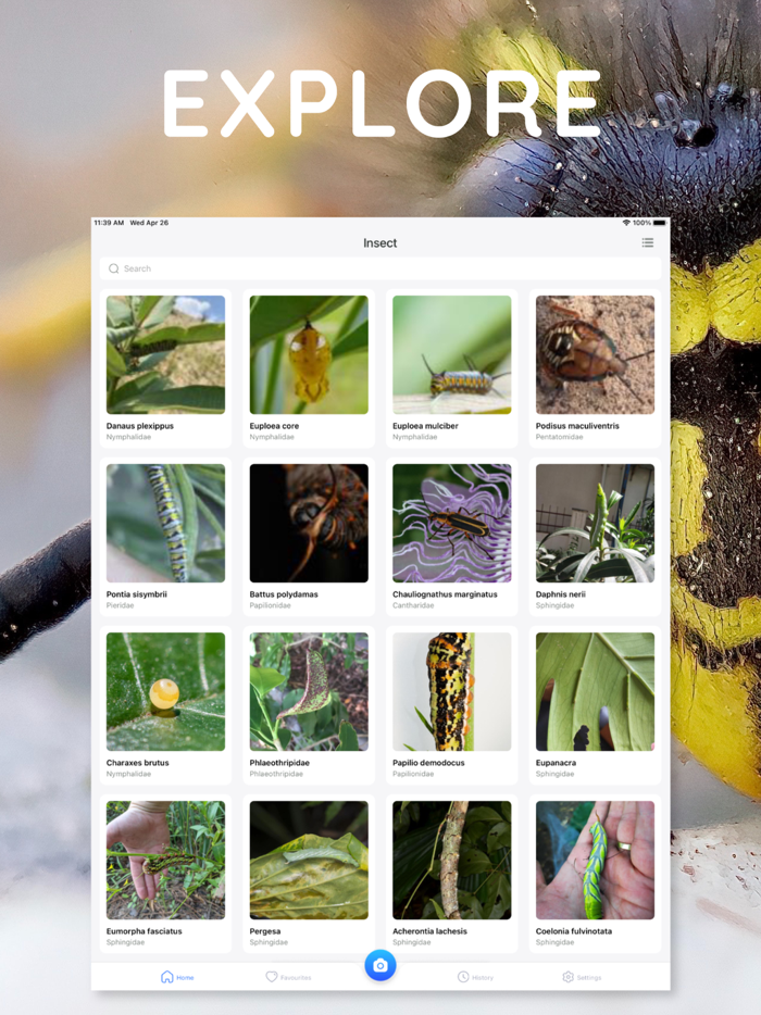 AI Photo App - Bug Identifier