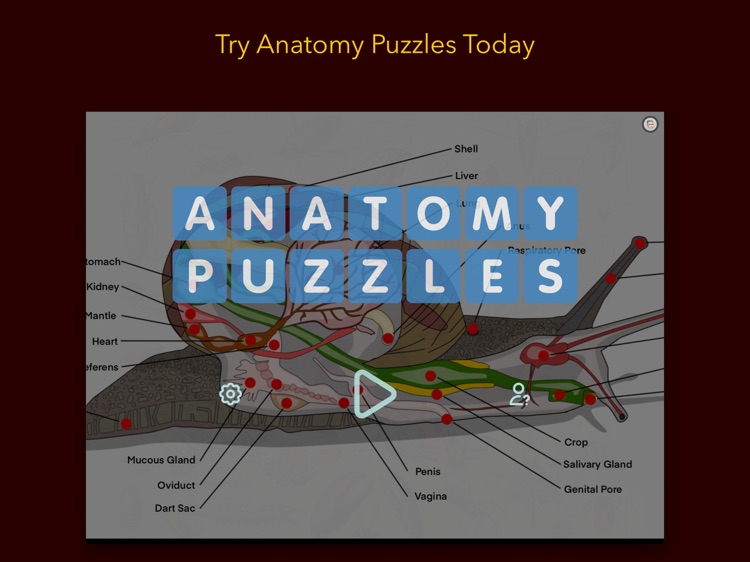 Anatomy Puzzles screenshot-6