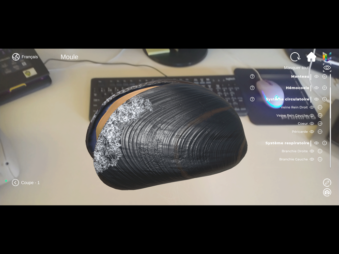 Morflab  Mussel  Ascaris