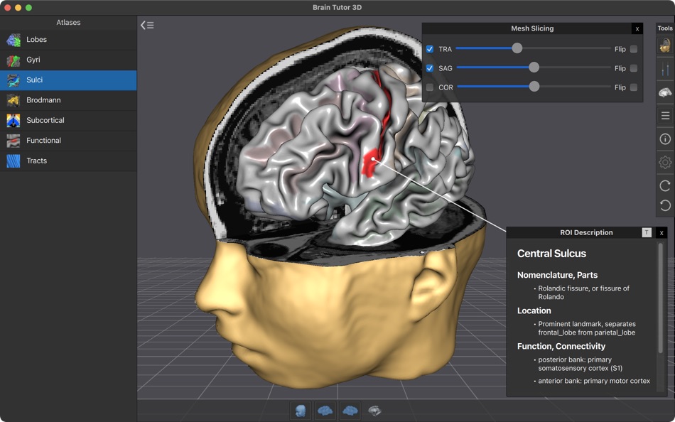#2. Brain Tutor (macOS) 由: Rainer Goebel
