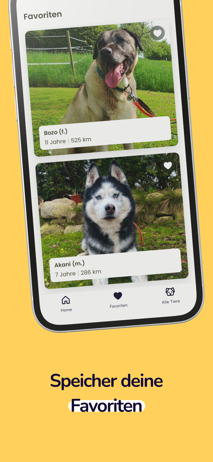 Balu - Happy pets happy life