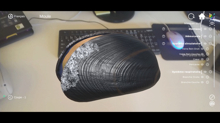 Morflab : Mussel & Ascaris