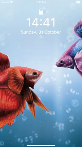 Game screenshot Betta Fish Wallpapers HD ! apk