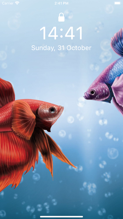 Screenshot #2 pour Betta Fish Wallpapers HD !