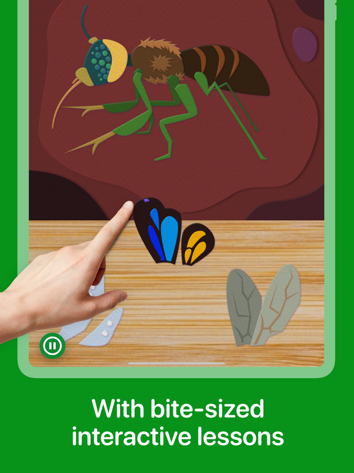 Fun Insects and Bugs for Kids