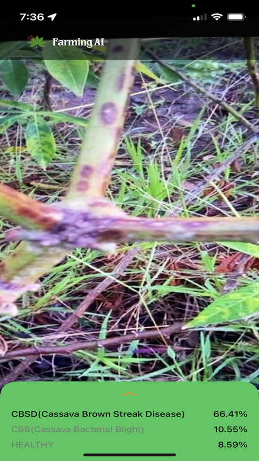 #3. Cassava Disease Diagnosis (iOS) Podle: Haesung Lee