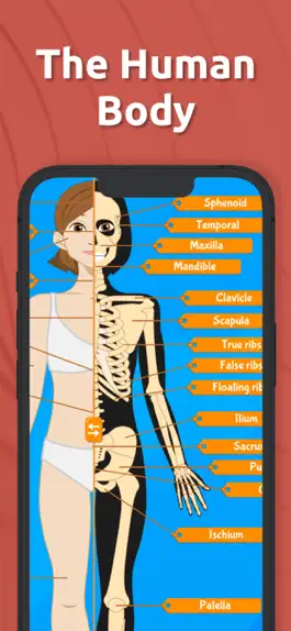 Game screenshot Anatomix - Human Body Game mod apk