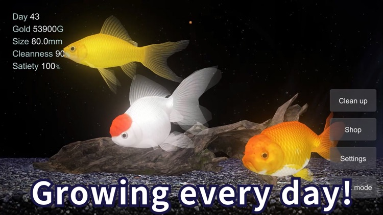 Goldfish - Aquarium Fish Tank